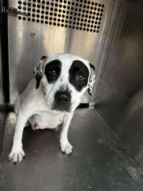 Mesquite Shelter Dogs .